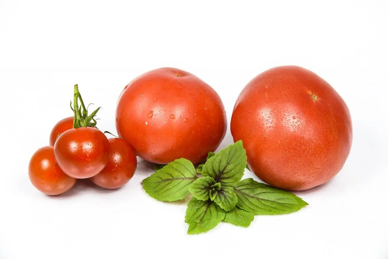 白背景に様々な大きさのトマトが並べられている写真